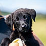 Oscar joined the competition — help win amazing prizes! puppy, dog, black_fur, pet, animal, cute, outdoor, person, holding, arms, young, portrait, nature, sunlight, closeup, furry, adorable, friendly, mammal, companion
