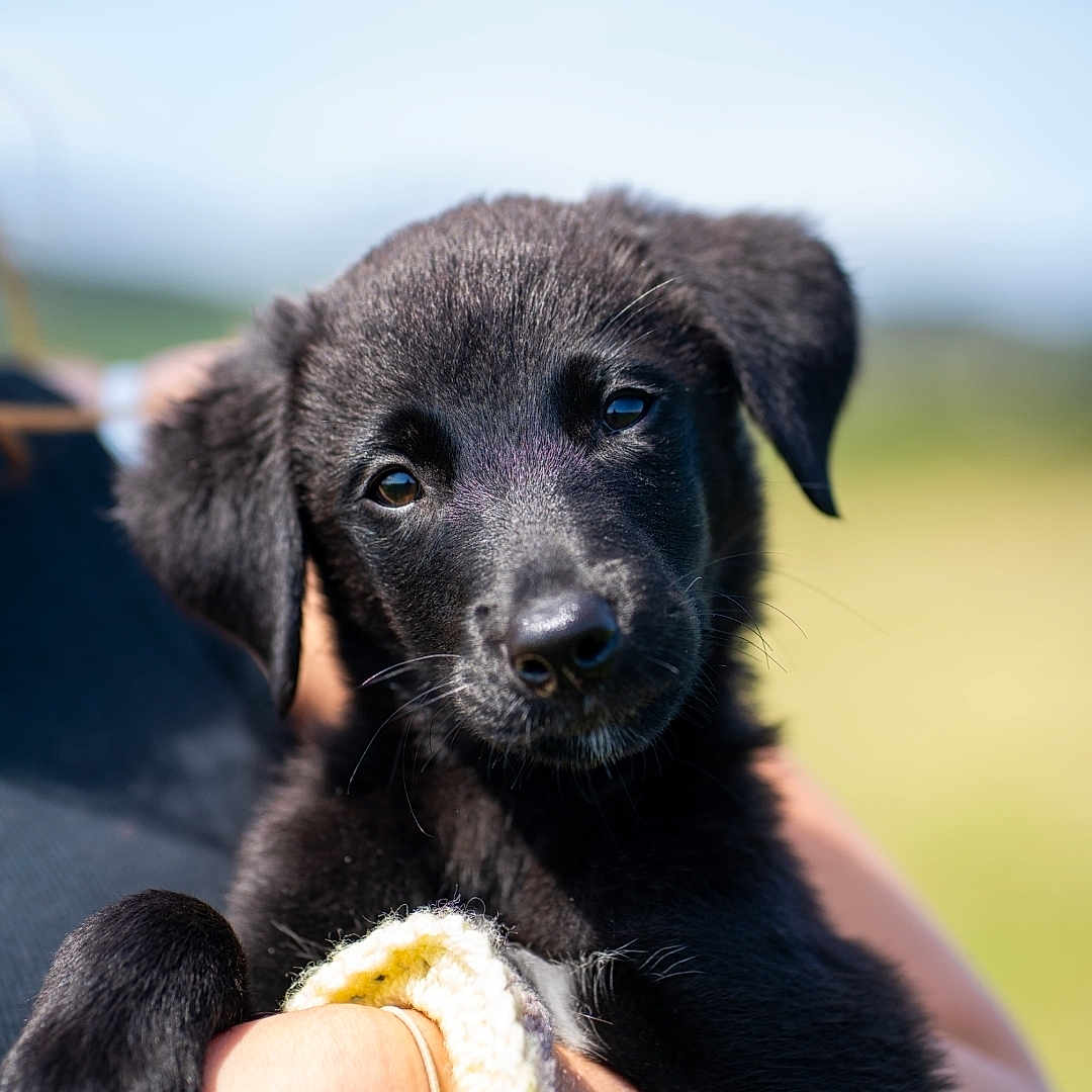 Oscar joined the competition — help win amazing prizes! adorable, animal, arms, black_fur, closeup, companion, cute, dog, friendly, furry, holding, mammal, nature, outdoor, person, pet, portrait, puppy, sunlight, young