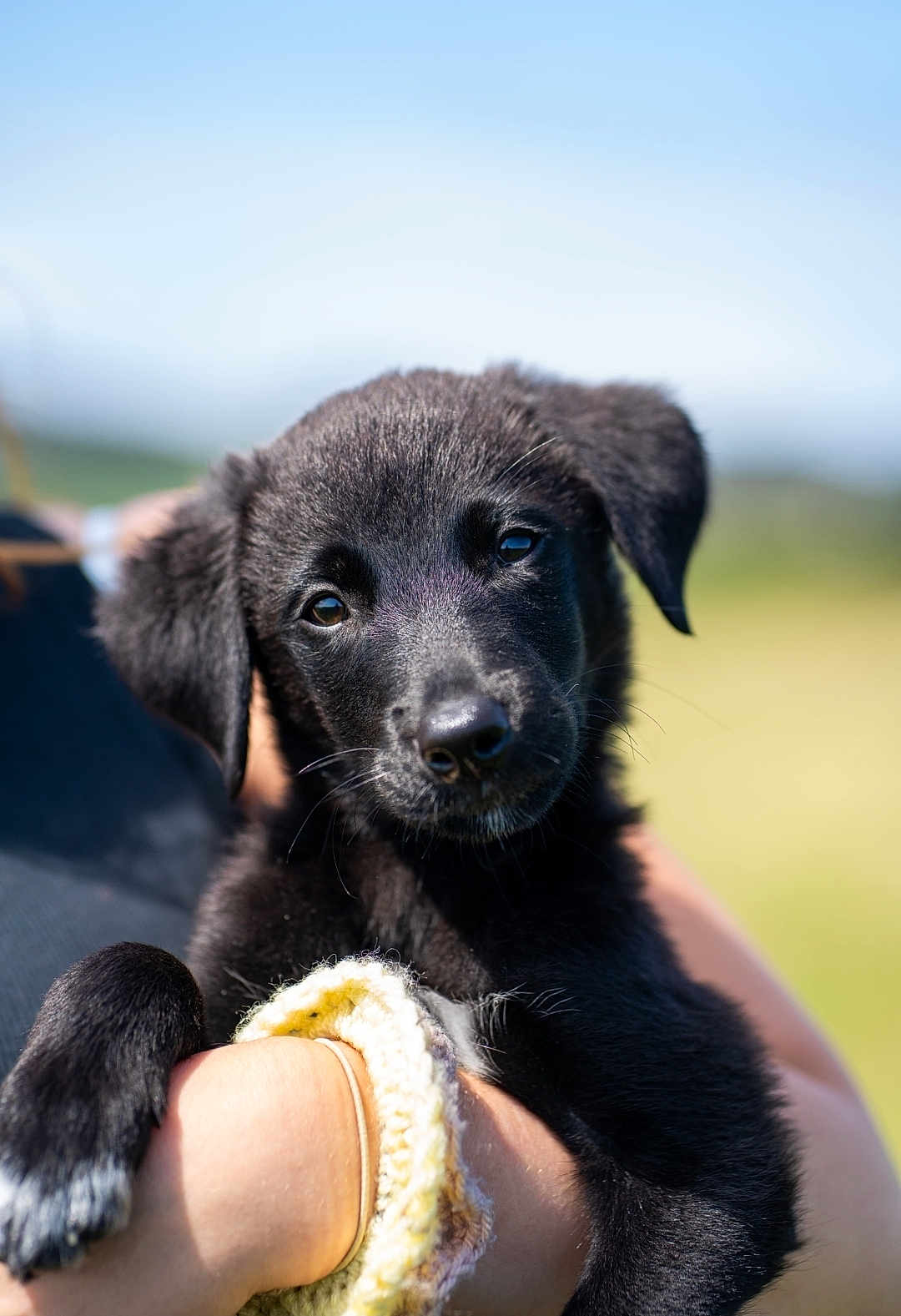 Oscar joined the competition — help win amazing prizes! puppy, dog, black_fur, pet, animal, cute, outdoor, person, holding, arms, young, portrait, nature, sunlight, closeup, furry, adorable, friendly, mammal, companion