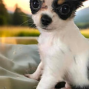 Josie joined the competition — help win amazing prizes! animal, black_and_white, blanket, chihuahua, closeup, curious, cute, dog, ears, fur, nature, outdoor, pet, portrait, puppy, sitting, small_dog, sunset, whiskers, young