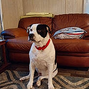 Duby joined the competition — help win amazing prizes! accessories, animal, architecture, boxer, building, bulldog, canine, chair, couch, cushion, dog, furniture, homedecor, hound, indoors, interiordesign, livingroom, pet, pointer, room