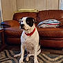accessories, animal, architecture, boxer, building, bulldog, canine, chair, couch, cushion, dog, furniture, homedecor, hound, indoors, interiordesign, livingroom, pet, pointer, room