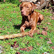 Jasper Graham joined the competition — help win amazing prizes! dog, brown_dog, grass, stick, leaves, wood, logs, outdoor, sunlight, nature, pet, animal, canine, resting, laying_down, greenery, summer, daylight, forest_edge, trunk