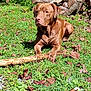 dog, brown_dog, grass, stick, leaves, wood, logs, outdoor, sunlight, nature, pet, animal, canine, resting, laying_down, greenery, summer, daylight, forest_edge, trunk