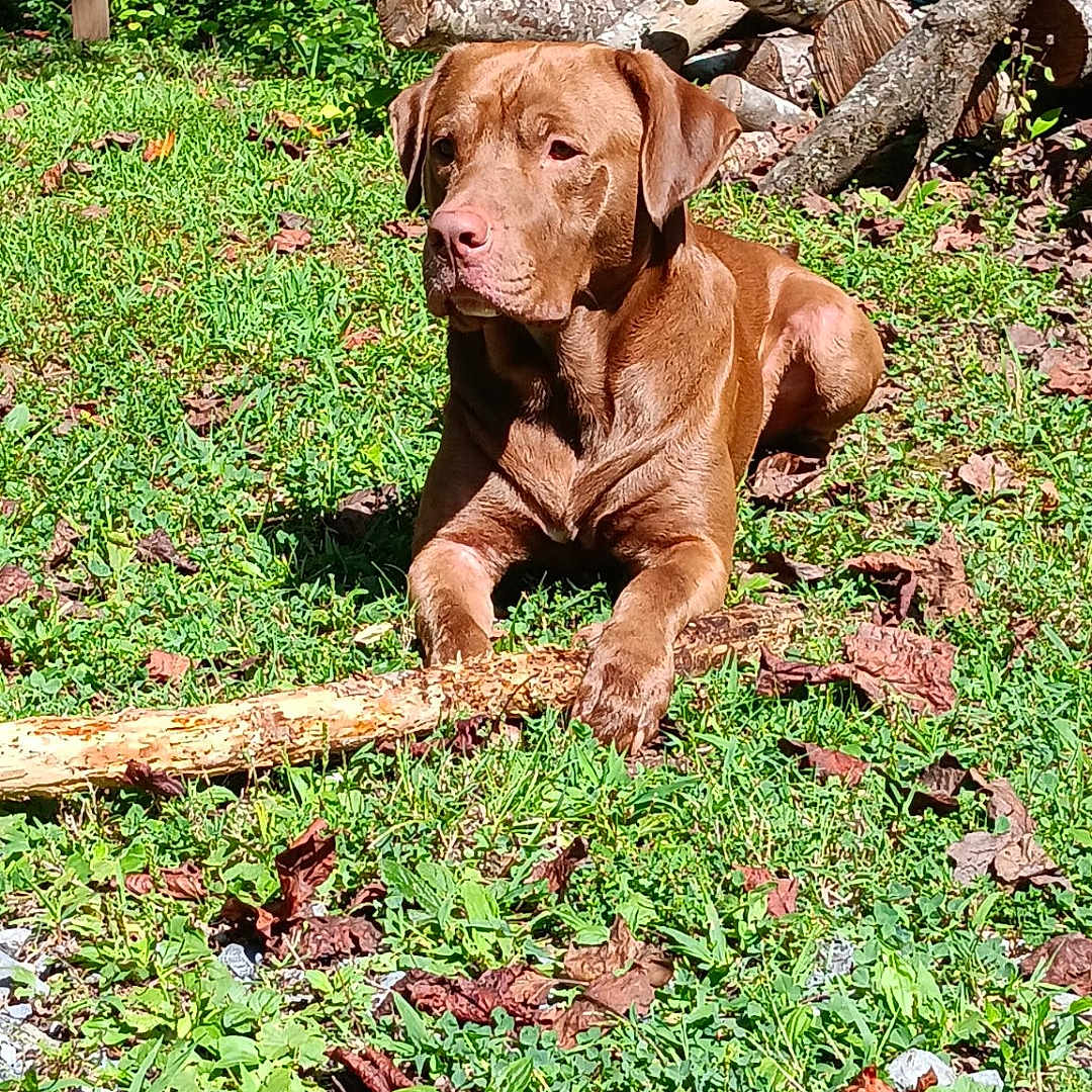 Jasper Graham joined the competition — help win amazing prizes! animal, brown_dog, canine, daylight, dog, forest_edge, grass, greenery, laying_down, leaves, logs, nature, outdoor, pet, resting, stick, summer, sunlight, trunk, wood
