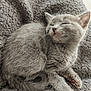 Plume a rejoint le concours — aidez-le/la à gagner de superbes lots ! kitten, cat, sleeping, gray_fur, furry, pet, animal, cute, paw, blanket, cozy, resting, domestic_cat, fur, whiskers, small, young, indoors, relaxed, nap