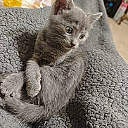 Plume participe au concours pour gagner de l'argent avec cette photo : kitten, cat, gray_cat, feline, pet, indoor, blanket, cozy, fur, cute, small, animal, curious, resting, texture, soft, young, domestic_cat, whiskers, ears