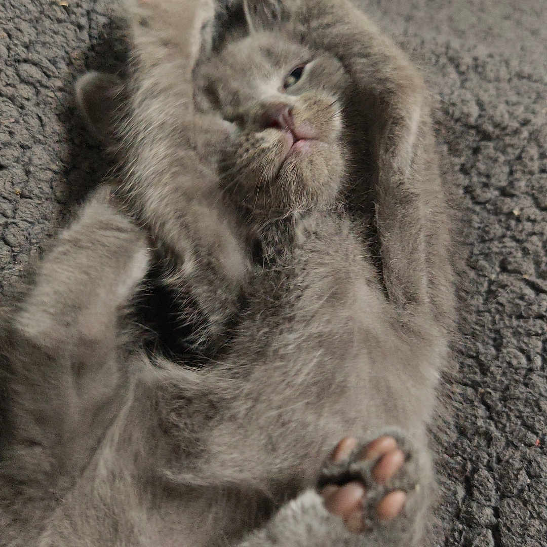 Plume a rejoint le concours — aidez-le/la à gagner de superbes lots ! animal, blanket, cat, claws, close_up, cozy, cute, feline, fur, gray_cat, indoor, lying_down, mammal, paw, pet, relaxed, resting, sleepy, soft, whiskers