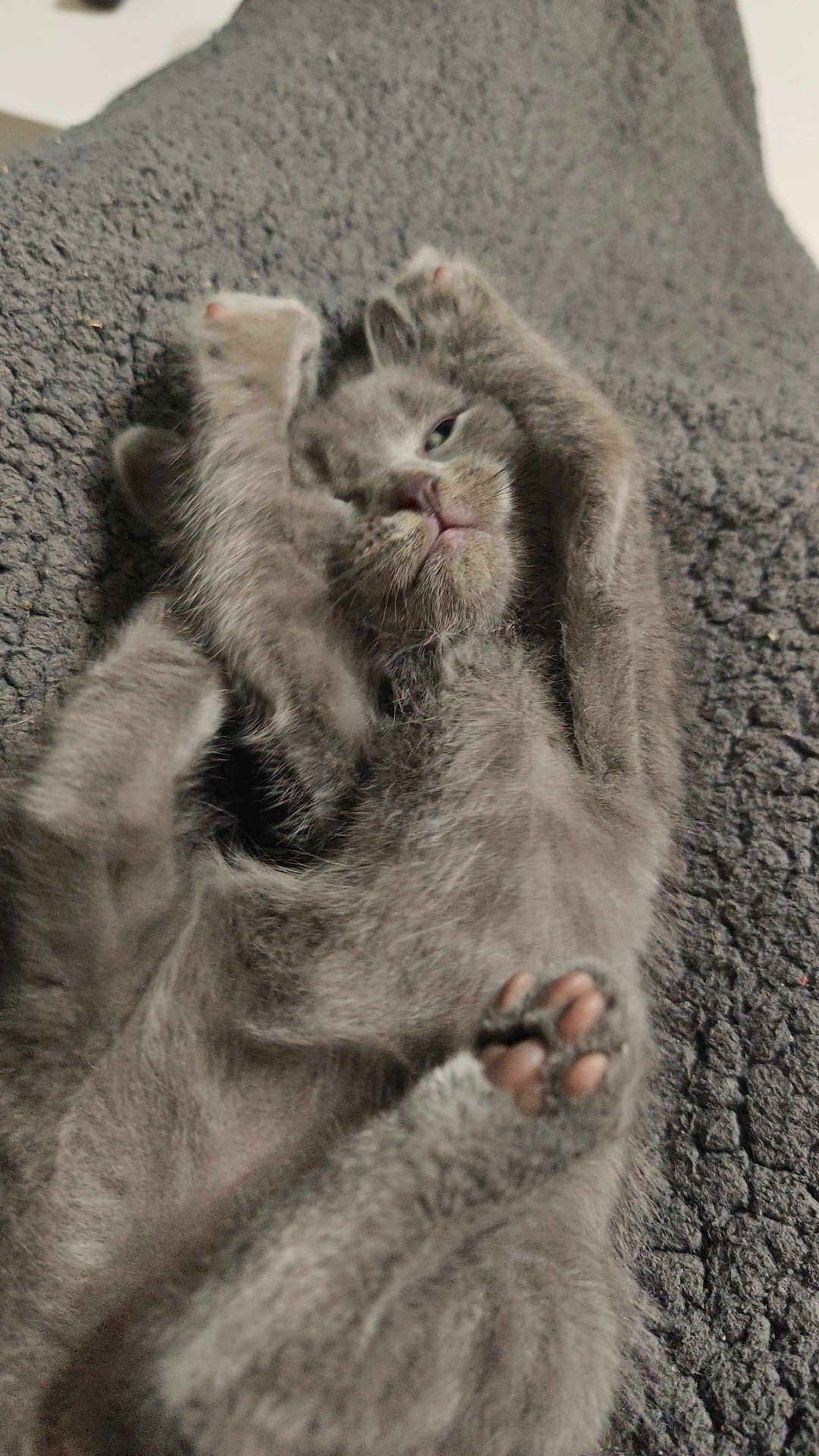 Plume a rejoint le concours — aidez-le/la à gagner de superbes lots ! cat, gray_cat, feline, pet, paw, fur, cute, lying_down, blanket, cozy, indoor, animal, whiskers, relaxed, soft, sleepy, mammal, close_up, claws, resting