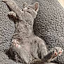 Plume participe au concours pour gagner de l'argent avec cette photo : kitten, cat, gray_fur, paw_pads, relaxed, stretching, feline, pet, cute, cozy, blanket, texture, indoor, soft, sleepy, animal, whiskers, tail, young, sunlight