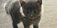 Plume participe au concours pour gagner de l'argent avec cette photo : kitten, cat, gray_cat, pet, indoor, carpet, furniture, couch, animal, cute, fur, whiskers, walking, young, domestic_cat, small, curious, feline, playful, soft