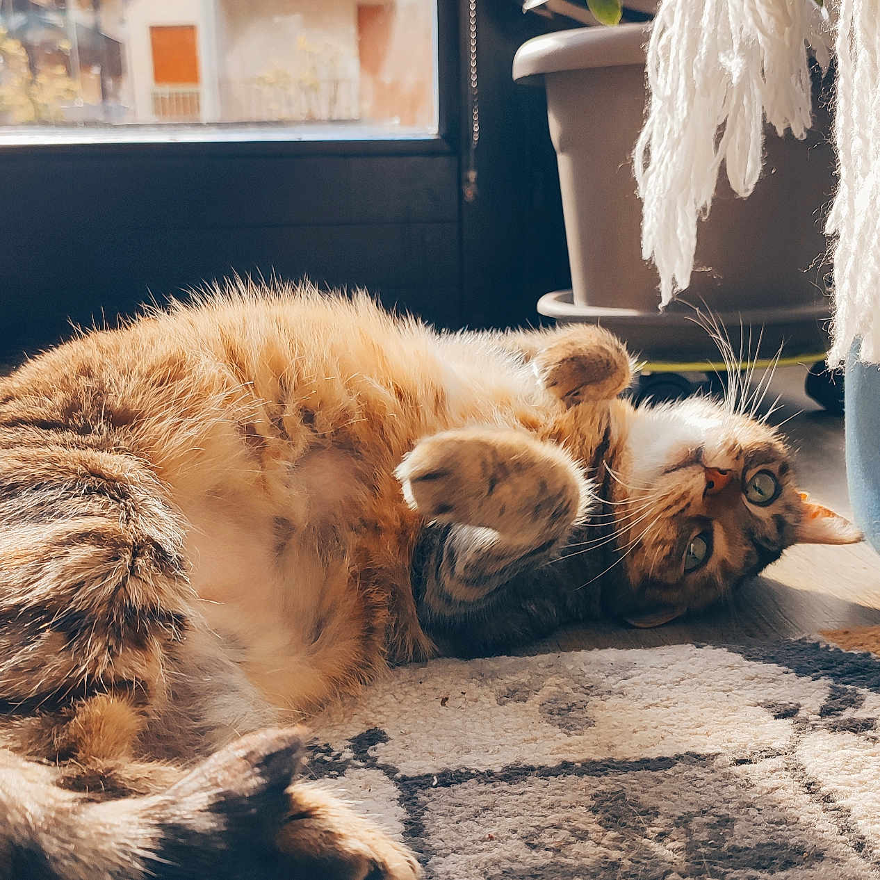 Minette participe au concours pour gagner de l'argent avec cette photo : abyssinian, animal, architecture, building, cat, couch, furniture, hardwood, homedecor, indoors, interiordesign, kitten, manx, person, pet, plant, sleeping, window, windowsill, wood