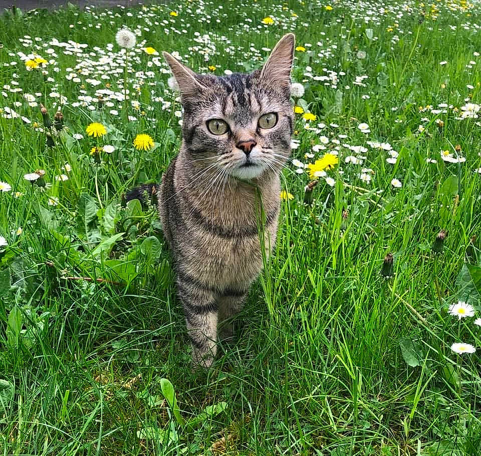Choupette participe au concours pour gagner de l'argent avec cette photo : carnivore, cat, domestic_short_haired_cat, felidae, flower, flowering_plant, fur, grass, grassland, groundcover, herbaceous_plant, meadow, plant, prairie, shrub, small_to_medium_sized_cats, snout, tail, terrestrial_animal, whiskers
