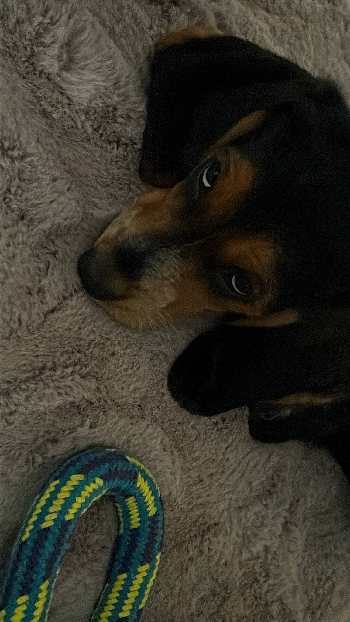 Charly a rejoint le concours — aidez-le/la à gagner de superbes lots ! art, carnivore, companion_dog, dog, dog_breed, fawn, flooring, foot, fur, rock, soil, toe, whiskers, working_animal