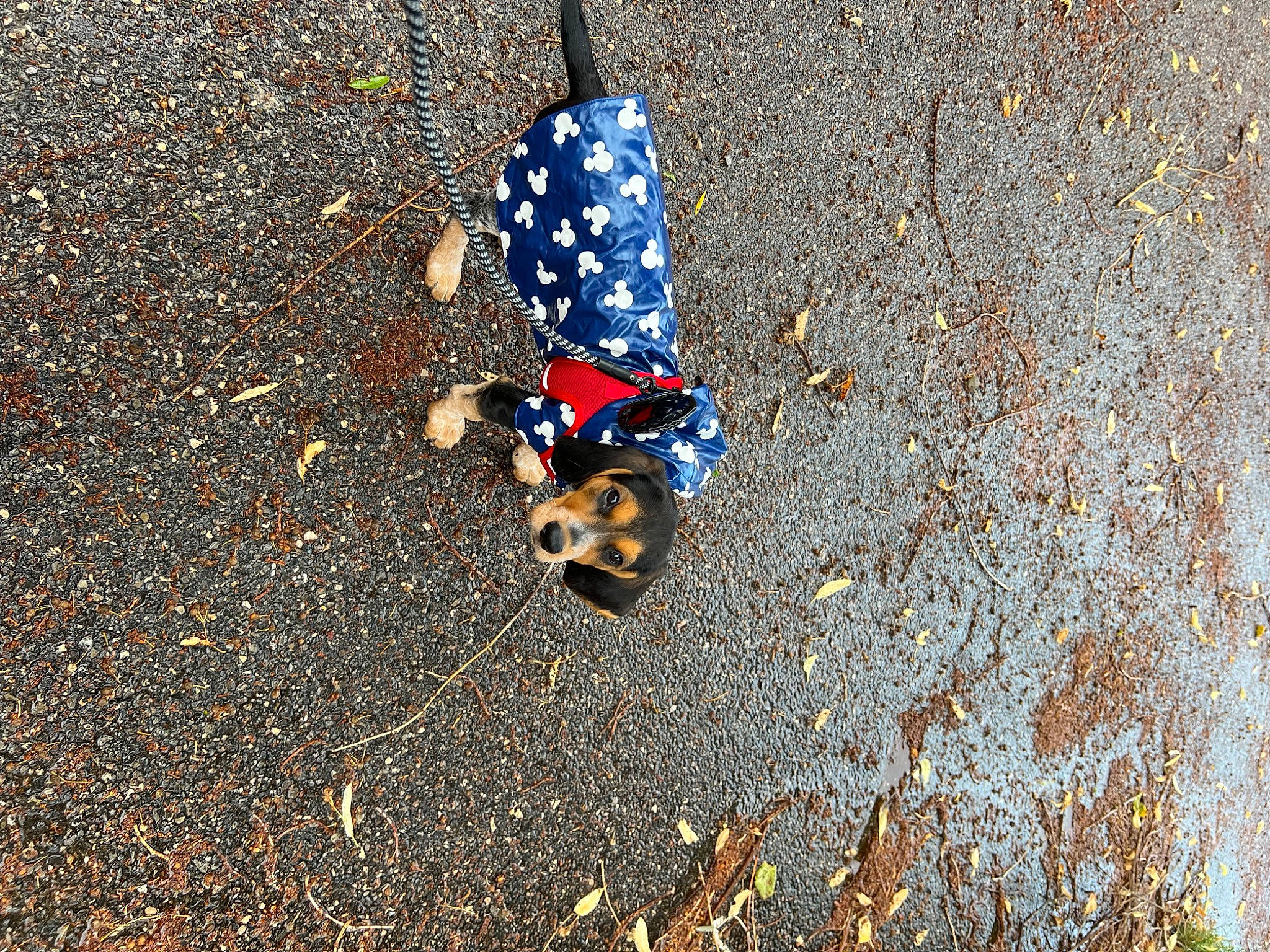 Charly participe au concours pour gagner de l'argent avec cette photo : asphalt, beach, concrete, electric_blue, grass, insect, landscape, litter, pattern, road, road_surface, sand, shadow, soil, tar, terrestrial_animal