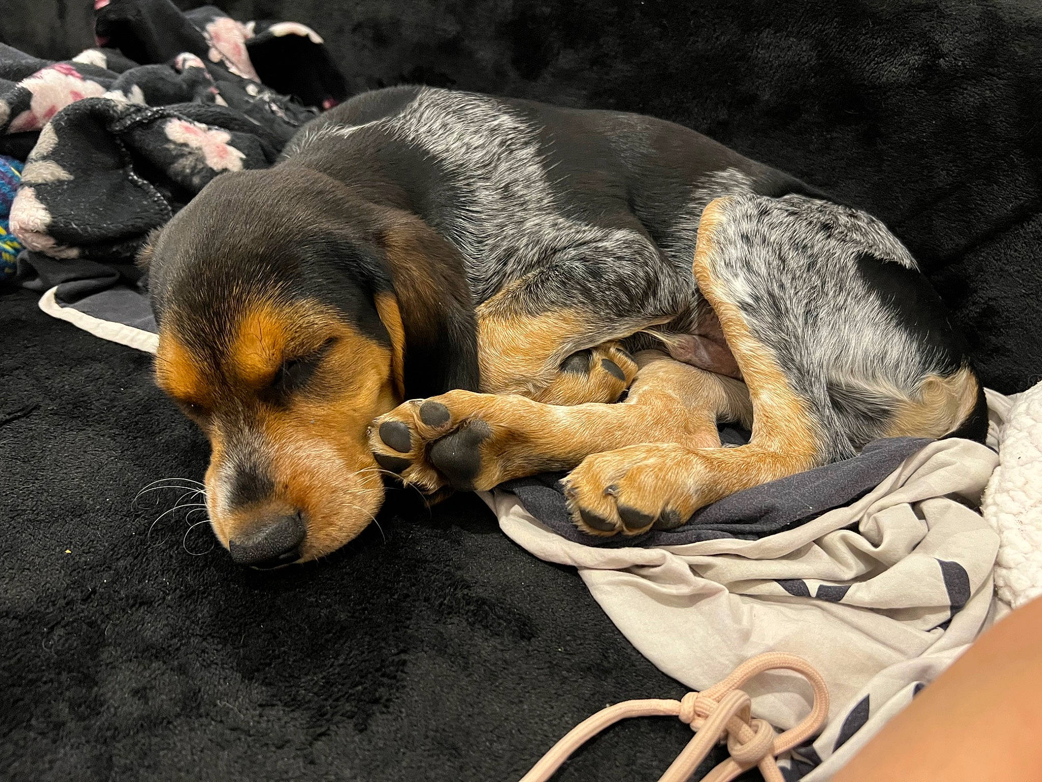 Charly participe au concours pour gagner de l'argent avec cette photo : canidae, carnivore, comfort, companion_dog, dobermann, dog, dog_breed, dog_supply, fur, guard_dog, hound, mammal, nap, paw, pet_supply, scent_hound, snout, sporting_group, working_animal, working_dog