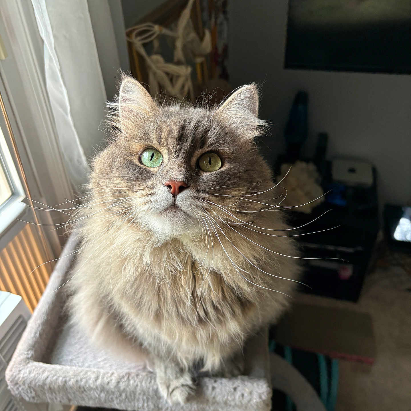 Blueberry joined the competition — help win amazing prizes! abyssinian, animal, architecture, building, cat, chair, computerhardware, couch, electronics, furniture, hardware, indoors, kitten, manx, monitor, pet, screen, shelf, tv, wood
