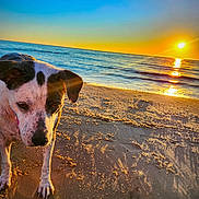 Tabby is registered to the contest to win money with this photo: dog, beach, sunset, sand, ocean, water, animal, pet, outdoor, sun, reflection, nature, canine, sea, sky, twilight, mammal, coast, shore, landscape