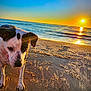 dog, beach, sunset, sand, ocean, water, animal, pet, outdoor, sun, reflection, nature, canine, sea, sky, twilight, mammal, coast, shore, landscape