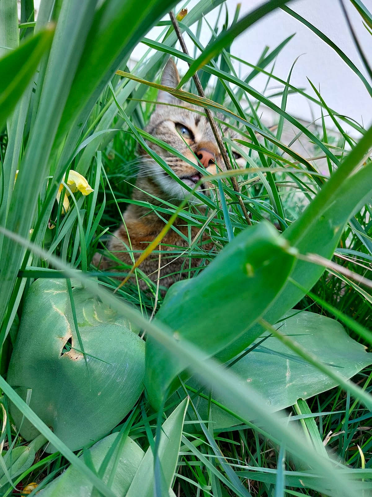 Draco participe au concours pour gagner de l'argent avec cette photo : aquatic_plant, arecales, botany, close_up, flower, flowering_plant, grass, grass_family, green, leaf, organism, petal, plant, poales, terrestrial_animal, terrestrial_plant, twig, vascular_plant, vegetation, wildlife