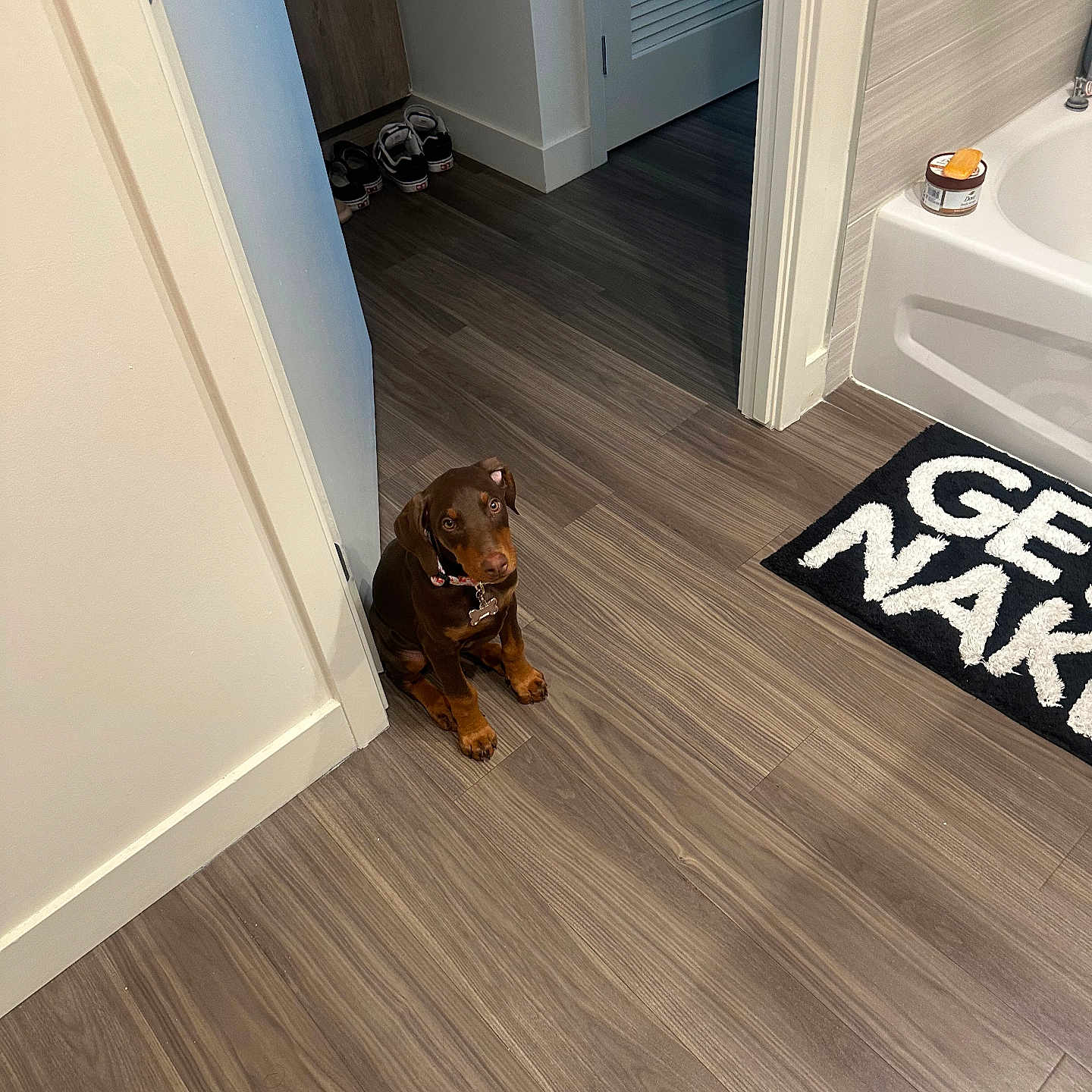 London is registered to the contest to win money with this photo: animal, architecture, building, canine, clothing, dog, footwear, foyer, hardwood, homedecor, hound, indoors, interiordesign, pet, puppy, rug, shoe, stainedwood, wood, woodpanels