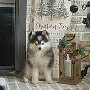 Rocko joined the competition — help win amazing prizes! puppy, dog, fluffy, white_brick, hearth, lantern, pine_cones, holiday_decor, christmas_tree_sign, black_and_white, cute, pet, indoors, decorations, festive, sitting, fur, small_dog, cozy, home