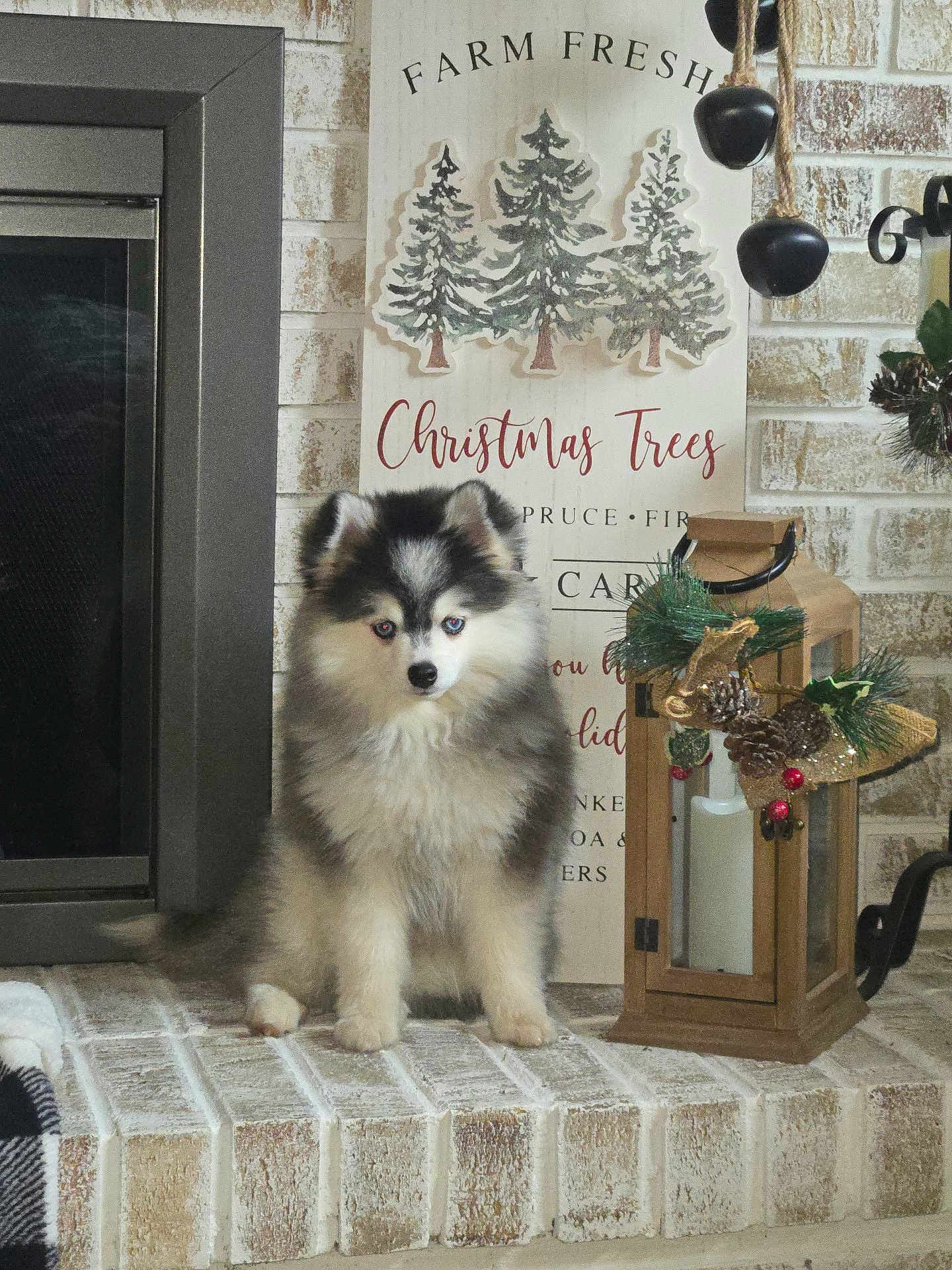 Rocko joined the competition — help win amazing prizes! puppy, dog, fluffy, white_brick, hearth, lantern, pine_cones, holiday_decor, christmas_tree_sign, black_and_white, cute, pet, indoors, decorations, festive, sitting, fur, small_dog, cozy, home