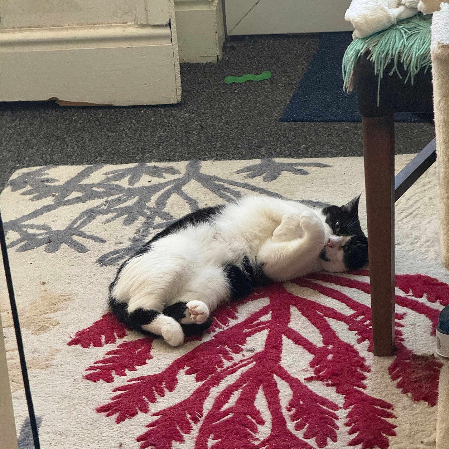 Stormy joined the competition — help win amazing prizes! animal, black_and_white, carpet, cat, chair_leg, cozy, curled_up, cute, domestic_cat, floor, furniture, home, indoor, leaf_pattern, looking, lying_down, pet, relaxed, resting, rug