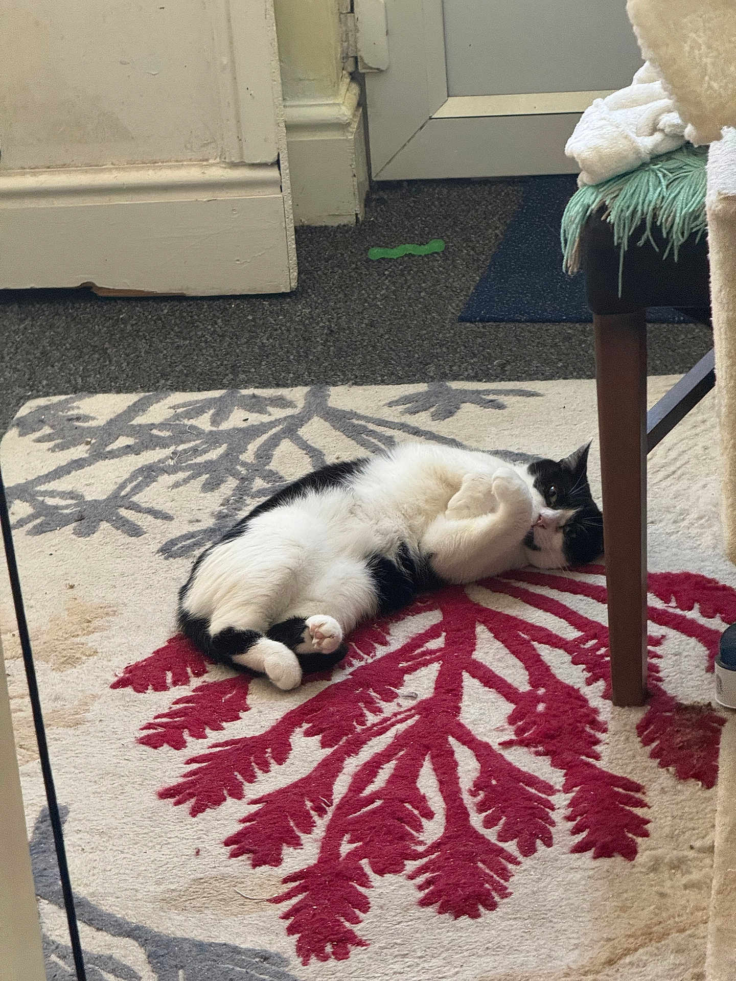 Stormy joined the competition — help win amazing prizes! animal, black_and_white, carpet, cat, chair_leg, cozy, curled_up, cute, domestic_cat, floor, furniture, home, indoor, leaf_pattern, looking, lying_down, pet, relaxed, resting, rug