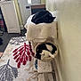 animal, black_and_white_cat, black_cat, blanket, carpet, cat, cat_tree, chair, cozy, domestic, door, furniture, home, indoor, living_room, pet, relaxing, resting, rug, wall