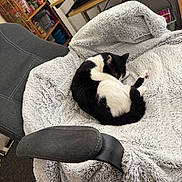 Stormy joined the competition — help win amazing prizes! black_and_white, blanket, books, cat, chair, computer_keyboard, cozy, curled_up, desk, fur, furniture, home, indoor, office, pet, relaxing, resting, shelf, sleeping, workspace