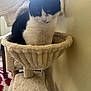 Stormy joined the competition — help win amazing prizes! animal, black_and_white, cat, cat_hammock, cozy, cute, domestic, ears, floor, furniture, home, indoor, looking_down, pet, plush, relaxed, soft, tail, wall, whiskers