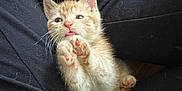 Jackjack joined the competition — help win amazing prizes! kitten, cat, paw_pads, orange_tabby, pet, feline, cute, sleepy, animal, young, small, furry, whiskers, lying_down, black_clothing, domestic_animal, indoor, soft, resting, pink_paws