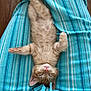 Jackjack is registered to the contest to win money with this photo: kitten, cat, sleeping, nap, furry, cute, pet, animal, striped_blanket, blue_blanket, cozy, relaxed, pink_nose, paws, fur, indoor, resting, small, adorable, soft