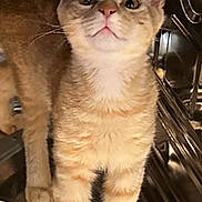 Jackjack is registered to the contest to win money with this photo: cat, orange_tabby, pet, animal, curious, indoor, metallic, dishwasher, appliance, reflection, whiskers, fur, paws, closeup, domestic, exploring, kitten, looking_up, household, cleaning
