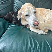 Daisy is registered to the contest to win money with this photo: black_kitten, dog, couch, leather, green, snuggling, pet, animal, indoor, resting, close_up, cute, companion, feline, canine, relaxed, fur, paw, sleepy, curious