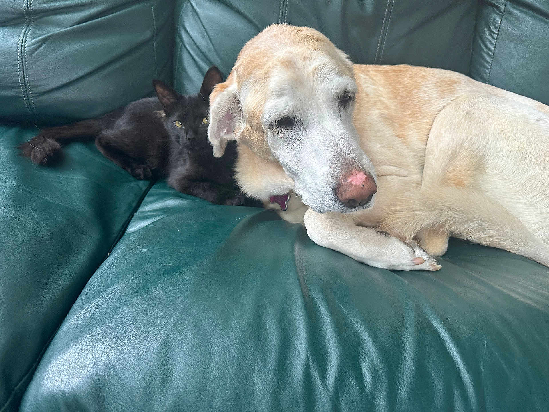 Daisy is registered to the contest to win money with this photo: black_kitten, dog, couch, leather, green, snuggling, pet, animal, indoor, resting, close_up, cute, companion, feline, canine, relaxed, fur, paw, sleepy, curious