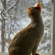 Luke joined the competition — help win amazing prizes! cat, window, indoor, animal, pet, fur, whiskers, tail, ears, sitting, side_view, nature, winter, blurred_background, reflection, light, quiet, contemplation, domestic, feline