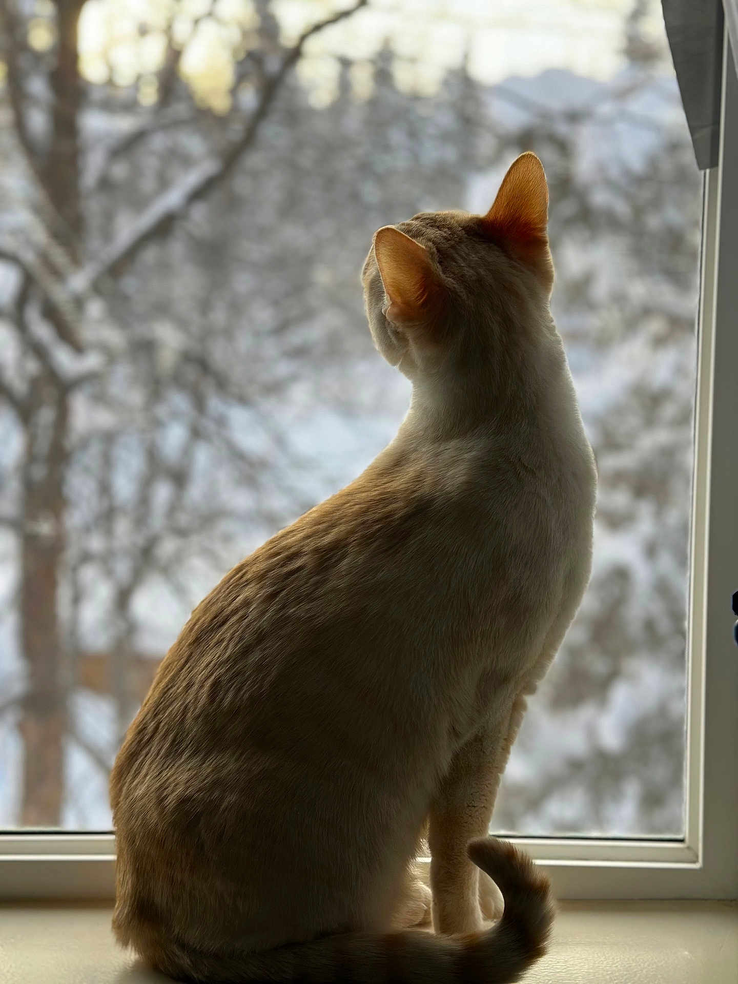 Luke joined the competition — help win amazing prizes! cat, window, indoor, animal, pet, fur, whiskers, tail, ears, sitting, side_view, nature, winter, blurred_background, reflection, light, quiet, contemplation, domestic, feline
