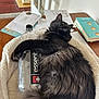 Gizmo joined the competition — help win amazing prizes! cat, black_cat, fluffy, pet_bed, bottle, water_bottle, essent, mail, envelopes, books, table, wooden_table, indoor, relaxed, cozy, feline, animal, household, fur, resting