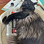 Gizmo is registered to the contest to win money with this photo: cat, fluffy, black_cat, pet, bottle, water_bottle, bed, cozy, fur, table, papers, books, indoor, relaxed, animal, household, resting, paw, close_up, domestic