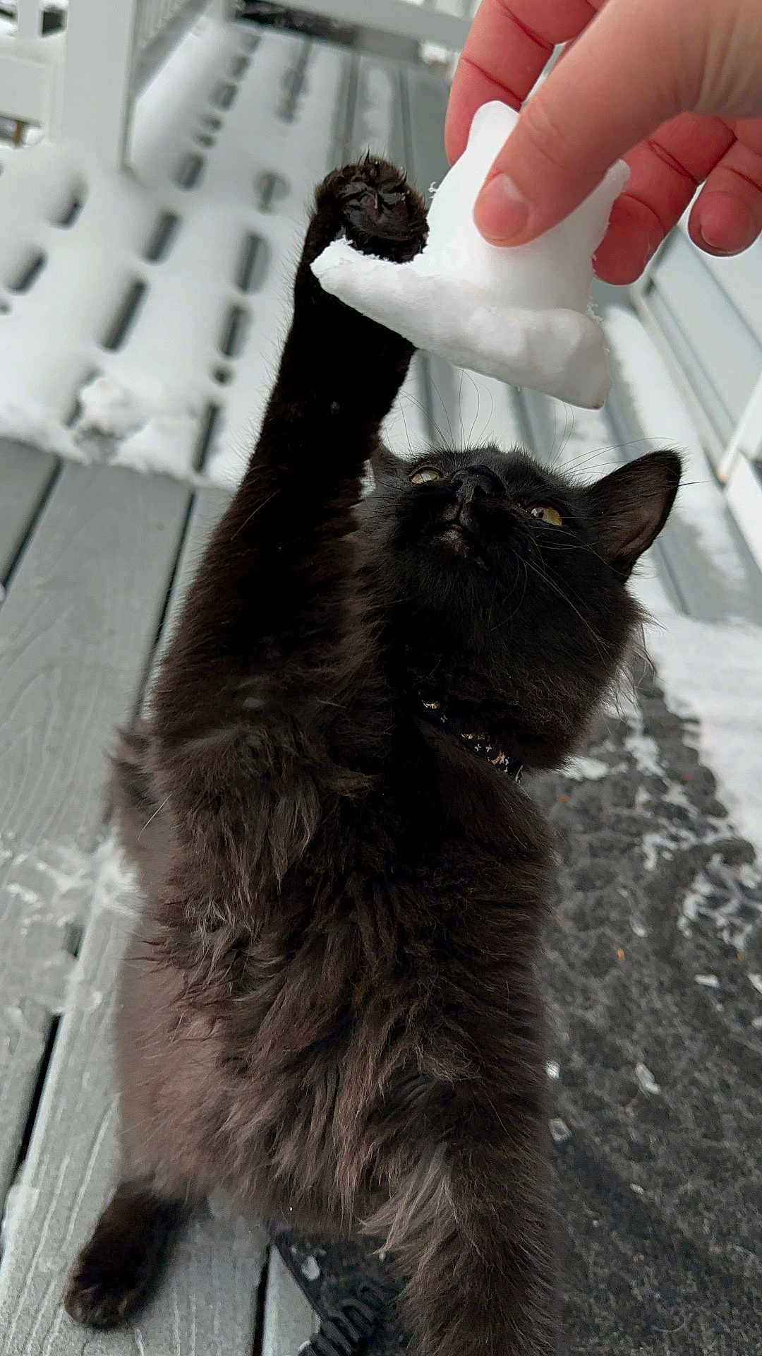 Gizmo