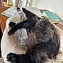 cat, black_cat, pet_bed, water_bottle, furry, sleeping, cozy, table, wooden_table, book, paper, indoor, relaxing, animal, household, fur, paw, resting, cute, domestic_animal