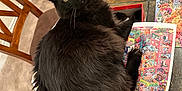 Gizmo joined the competition — help win amazing prizes! cat, black_cat, indoor, puzzle, table, wooden_chair, carpet, curious, fluffy, pet, animal, looking_at_camera, feline, playful, relaxed, domestic, cute, household, seated, colorful