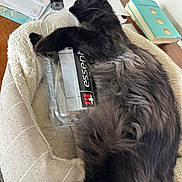 Gizmo joined the competition — help win amazing prizes! cat, black_cat, pet_bed, water_bottle, wooden_table, mail, book, feline, sleeping, cuddling, indoor, fur, cozy, relaxed, animal, domestic_animal, paw, soft, resting, table