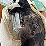 cat, black_cat, pet_bed, water_bottle, wooden_table, mail, book, feline, sleeping, cuddling, indoor, fur, cozy, relaxed, animal, domestic_animal, paw, soft, resting, table