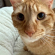 Dash joined the competition — help win amazing prizes! animal, blanket, cat, close_up, cozy, curious, cute, domestic_cat, ears, eyes, feline, fur, indoor, mammal, nose, orange_tabby, pet, resting, soft, whiskers