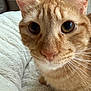 animal, blanket, cat, close_up, cozy, curious, cute, domestic_cat, ears, eyes, feline, fur, indoor, mammal, nose, orange_tabby, pet, resting, soft, whiskers