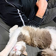 Iron participe au concours pour gagner de l'argent avec cette photo : cat, sleeping, fluffy, couch, person, phone, relaxed, black_clothing, tattoo, indoor, furniture, resting, pink_nose, white_fur, gray_fur, paw, tail, leisure, casual, home