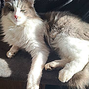 Iron participe au concours pour gagner de l'argent avec cette photo : animal, cat, closeup, cozy, cute, feline, fluffy, fur, gray_fur, indoor, paw, pet, relaxed, resting, shadow, sleepy, soft, sunlight, whiskers, white_fur